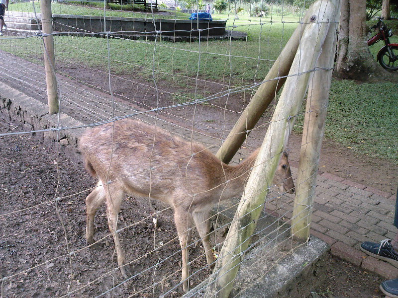 gal/Ile Maurice/SP_A0077_Pamplemouse_Garden_Pamplemousses_Garden.jpg